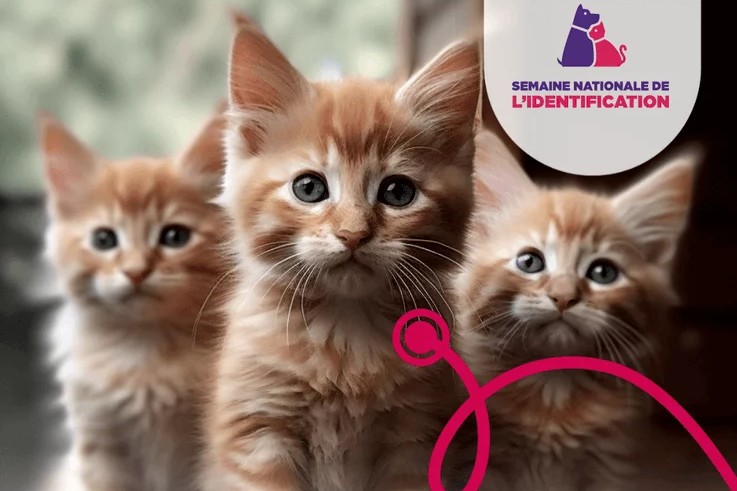 Campagne de stérilisation des chats