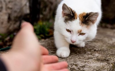 Chat trouvé, chat perdu : que faire ?